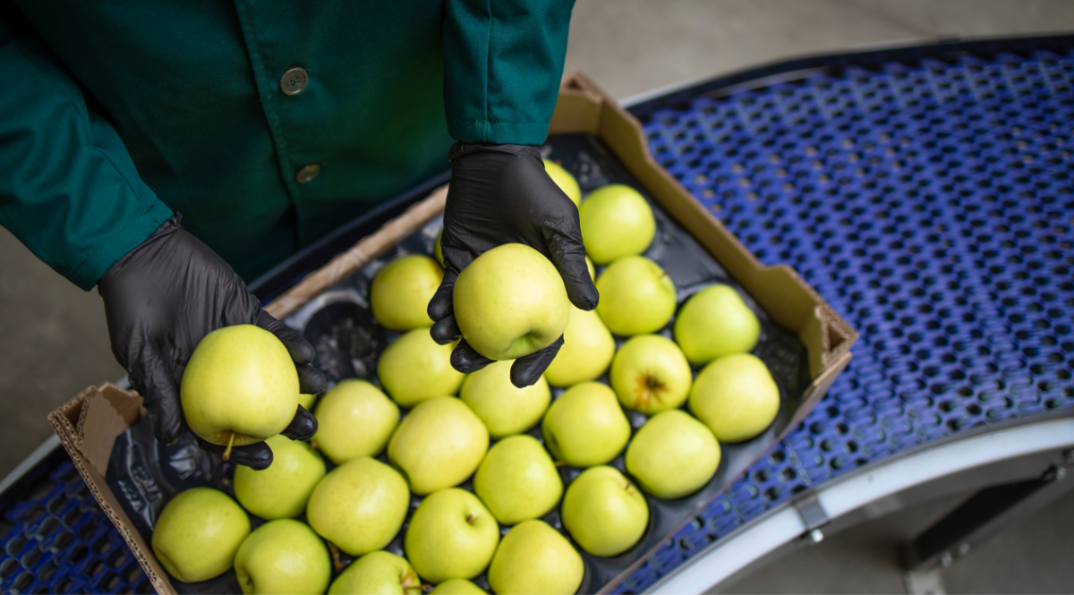 Packing House o que é e como manter a qualidade das produções